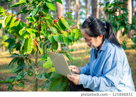 Harvest coffee bean ripe Red berries typing laptop computer check quality control plant coffee tree. Smart farmer using laptop in green coffee farm sustainable quality control agriculture technology 125898831
