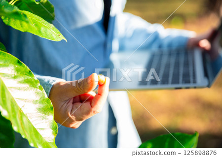 Harvest coffee bean ripe Red berries typing laptop computer check quality control plant coffee tree. Smart farmer using laptop in green coffee farm sustainable quality control agriculture technology 125898876