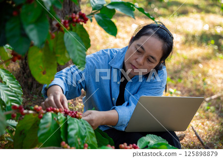 Harvest coffee bean ripe Red berries typing laptop computer check quality control plant coffee tree. Smart farmer using laptop in green coffee farm sustainable quality control agriculture technology Harvest coffee bean ripe Red berries typing laptop computer check quality control plant coffee tree. Smart farmer using laptop in green coffee farm sustainable quality control agriculture technology 125898879