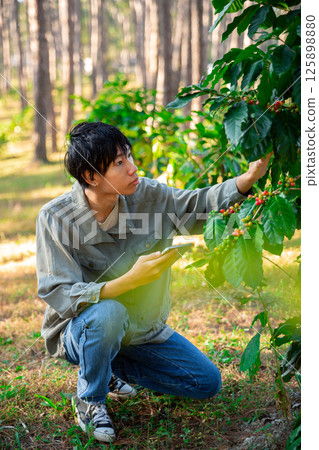 Harvest coffee bean ripe Red berries typing laptop computer check quality control plant coffee tree. Smart farmer using laptop in green coffee farm sustainable quality control agriculture technology 125898880