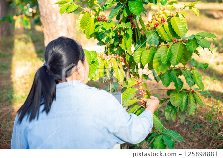Harvest coffee bean ripe Red berries typing laptop computer check quality control plant coffee tree. Smart farmer using laptop in green coffee farm sustainable quality control agriculture technology Harvest coffee bean ripe Red berries typing laptop computer check quality control plant coffee tree. Smart farmer using laptop in green coffee farm sustainable quality control agriculture technology 125898881