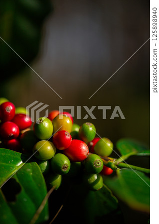 Close up harvest red ripe coffee seed robusta arabica berry harvesting coffee farm. Harvest coffee bean ripe Red berries plant fresh seed coffee tree growth in green eco organic farm green background 125898940