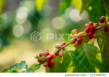 Close up harvest red ripe coffee seed robusta arabica berry harvesting coffee farm. Harvest coffee bean ripe Red berries plant fresh seed coffee tree growth in green eco organic farm green background Close up harvest red ripe coffee seed robusta arabica berry harvesting coffee farm. Harvest coffee bean ripe Red berries plant fresh seed coffee tree growth in green eco organic farm green background 125898943