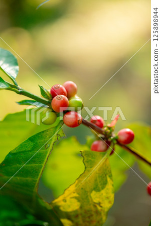 Close up harvest red ripe coffee seed robusta arabica berry harvesting coffee farm. Harvest coffee bean ripe Red berries plant fresh seed coffee tree growth in green eco organic farm green background Close up harvest red ripe coffee seed robusta arabica berry harvesting coffee farm. Harvest coffee bean ripe Red berries plant fresh seed coffee tree growth in green eco organic farm green background 125898944