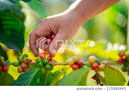 Close up hand harvest red ripe coffee seed robusta arabica berry harvesting coffee farm. Hand people harvest coffee bean ripe Red berries plant fresh seed coffee tree growth in green eco organic farm Close up hand harvest red ripe coffee seed robusta arabica berry harvesting coffee farm. Hand people harvest coffee bean ripe Red berries plant fresh seed coffee tree growth in green eco organic farm 125898945