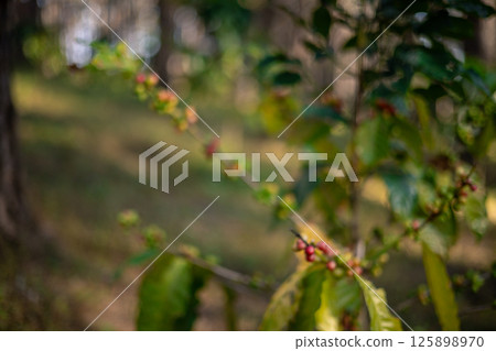 Blur image of harvest red ripe coffee seed robusta arabica berry harvesting coffee farm. Harvest coffee bean ripe Red berries plant fresh seed coffee tree growth in green organic farm green background 125898970