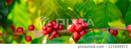 Close up harvest red ripe coffee seed robusta arabica berry harvesting coffee farm. Harvest coffee bean ripe Red berries plant fresh seed coffee tree growth in green eco organic farm green background 125898972