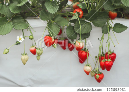 Strawberry  125898981