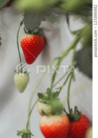 Strawberry Strawberry 125898982