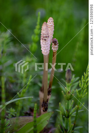 Horsetail blooming in the spring field 125898998