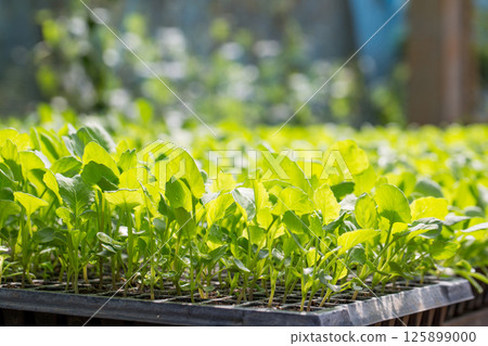 Smart farming seedling green plant pot ensuring techniques hydroponic salad vegetables fresh sustainable produce agriculture promotes healthy eating support farmer living local community non gmo 125899000