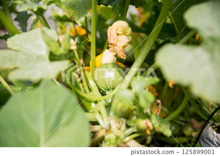 Smart farming techniques hydroponic salad vegetables pumpkin flower yellow green ensuring fresh sustainable produce agriculture promotes healthy eating support farmer living local community non gmo Smart farming techniques hydroponic salad vegetables pumpkin flower yellow green ensuring fresh sustainable produce agriculture promotes healthy eating support farmer living local community non gmo 125899001