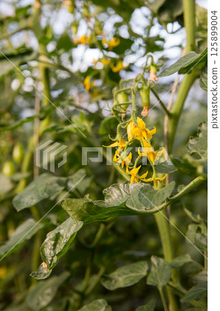 Smart farming techniques hydroponic salad vegetables technology tomato red green ensuring fresh sustainable produce agriculture promotes healthy eating support farmer living local community non gmo Smart farming techniques hydroponic salad vegetables technology tomato red green ensuring fresh sustainable produce agriculture promotes healthy eating support farmer living local community non gmo 125899004