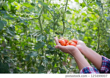 Smart farming techniques hydroponic salad vegetables technology tomato red green ensuring fresh sustainable produce agriculture promotes healthy eating support farmer living local community non gmo 125899007