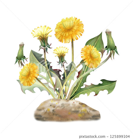 A bush of yellow dandelions on an earthen hummock on a white background. Watercolor flowers, buds and leaves are hand-drawn. Botanical illustration of wildflowers for summer design. Gardening. Country 125899104