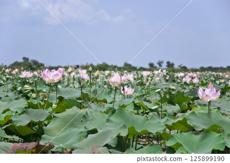 lotus flower and Lotus flower plants in the pond lotus flower and Lotus flower plants in the pond 125899190