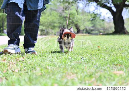Long-coated Chihuahua walking with a UV hat 125899252