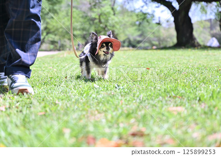 Long-coated Chihuahua walking with a UV hat 125899253