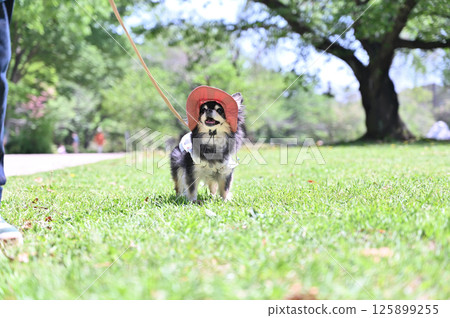 Long-coated Chihuahua walking with a UV hat 125899255