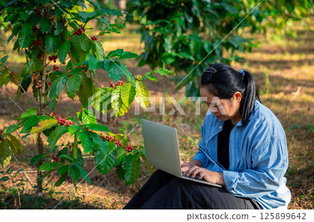 Harvest coffee bean ripe Red berries typing laptop computer check quality control plant coffee tree. Smart farmer using laptop in green coffee farm sustainable quality control agriculture technology 125899642