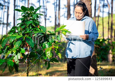 Harvest coffee bean ripe Red berries typing laptop computer check quality control plant coffee tree. Smart farmer using laptop in green coffee farm sustainable quality control agriculture technology Harvest coffee bean ripe Red berries typing laptop computer check quality control plant coffee tree. Smart farmer using laptop in green coffee farm sustainable quality control agriculture technology 125899643
