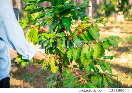 Harvest coffee bean ripe Red berries typing laptop computer check quality control plant coffee tree. Smart farmer using laptop in green coffee farm sustainable quality control agriculture technology Harvest coffee bean ripe Red berries typing laptop computer check quality control plant coffee tree. Smart farmer using laptop in green coffee farm sustainable quality control agriculture technology 125899644