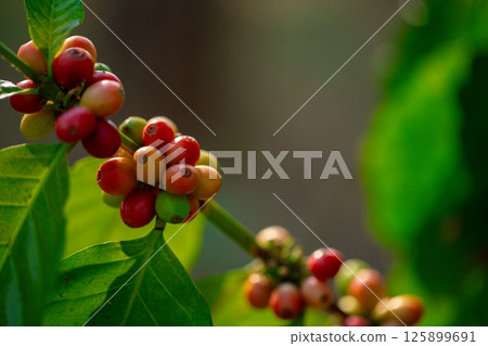Close up harvest red ripe coffee seed robusta arabica berry harvesting coffee farm. Harvest coffee bean ripe Red berries plant fresh seed coffee tree growth in green eco organic farm green background 125899691