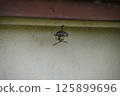 Hornet nest building Location: Home vegetable garden (Yamato City, Kanagawa Prefecture) 125899696