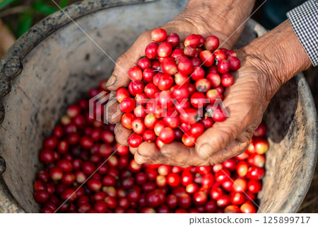 Close up hand harvest red ripe coffee seed robusta arabica berry harvesting coffee farm. Hand people harvest coffee bean ripe Red berries plant fresh seed coffee tree growth in green eco organic farm 125899717