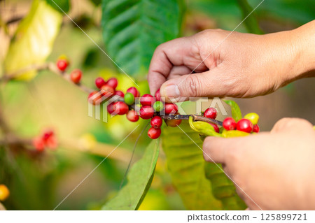Close up hand harvest red ripe coffee seed robusta arabica berry harvesting coffee farm. Hand people harvest coffee bean ripe Red berries plant fresh seed coffee tree growth in green eco organic farm 125899721