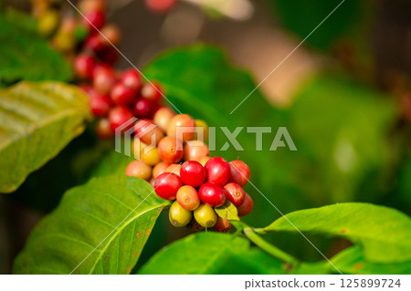 Close up harvest red ripe coffee seed robusta arabica berry harvesting coffee farm. Harvest coffee bean ripe Red berries plant fresh seed coffee tree growth in green eco organic farm green background 125899724