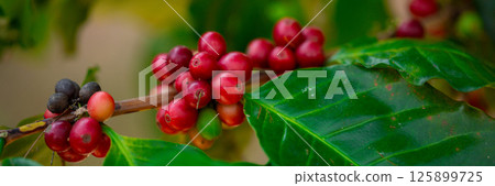 Close up harvest red ripe coffee seed robusta arabica berry harvesting coffee farm. Harvest coffee bean ripe Red berries plant fresh seed coffee tree growth in green eco organic farm green background 125899725