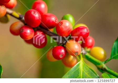 Close up harvest red ripe coffee seed robusta arabica berry harvesting coffee farm. Harvest coffee bean ripe Red berries plant fresh seed coffee tree growth in green eco organic farm green background 125899727