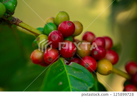 Close up harvest red ripe coffee seed robusta arabica berry harvesting coffee farm. Harvest coffee bean ripe Red berries plant fresh seed coffee tree growth in green eco organic farm green background 125899728