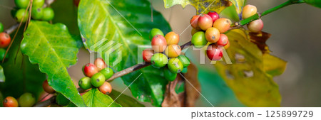 Close up harvest red ripe coffee seed robusta arabica berry harvesting coffee farm. Harvest coffee bean ripe Red berries plant fresh seed coffee tree growth in green eco organic farm green background 125899729