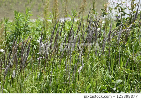 Cogon grass flowers blooming on the bank 125899877