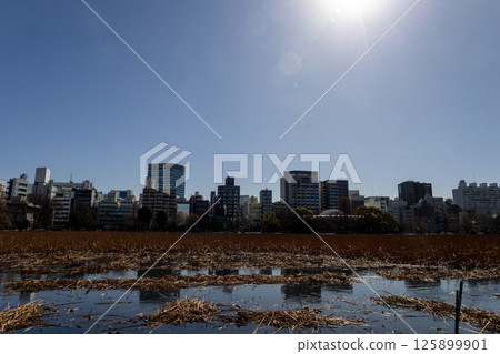 Tokyo buildings on a clear day as seen from Shinobazu Pond in Ueno Tokyo buildings on a clear day as seen from Shinobazu Pond in Ueno 125899901