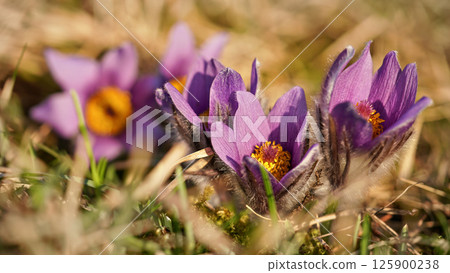 Sun shines on purple greater pasque flowers - Pulsatilla grandis - growing in dry grass, close up detail Sun shines on purple greater pasque flowers - Pulsatilla grandis - growing in dry grass, close up detail 125900238