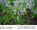 [April] Radish flowers wet with rain. Photographed in a home garden (Yamato City, Kanagawa Prefecture) 125900262