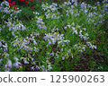 [April] Radish flowers wet with rain. Photographed in a home garden (Yamato City, Kanagawa Prefecture) 125900263