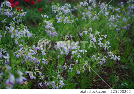 [April] Radish flowers wet with rain. Photographed in a home garden (Yamato City, Kanagawa Prefecture) 125900263