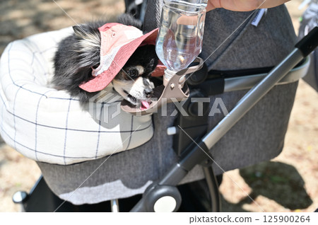 Staying hydrated during summer walks in a pet cart Chihuahua wearing a UV hat Staying hydrated during summer walks in a pet cart Chihuahua wearing a UV hat 125900264
