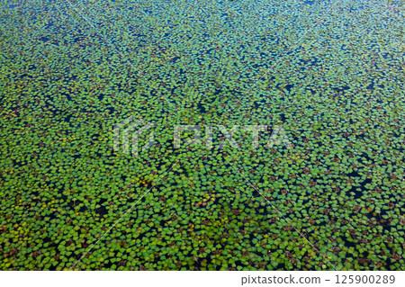 diamond leaf diamond leaf 125900289