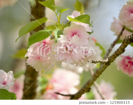 櫻花 櫻花 125900315