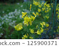 [April] Black cabbage flowers wet with rain. Photographed in a home garden (Yamato City, Kanagawa Prefecture) 125900371