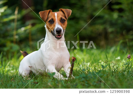 Jack Russell terrier dog sitting in fresh green grass, holding small twig in her paws, mouth half open, blurred trees background Jack Russell terrier dog sitting in fresh green grass, holding small twig in her paws, mouth half open, blurred trees background 125900398