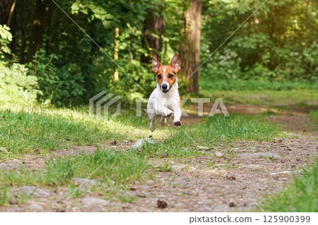 Small Jack Russell terrier running on country road, jumping in air all legs above ground, ears flapping, blurred trees background Small Jack Russell terrier running on country road, jumping in air all legs above ground, ears flapping, blurred trees background 125900399
