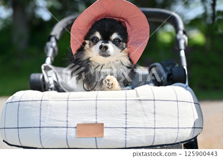 Chihuahua walking in a dog cart wearing a UV hat during the hot summer Chihuahua walking in a dog cart wearing a UV hat during the hot summer 125900443