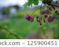Akebia flowers wet with rain. Photographed in a home garden (Yamato City, Kanagawa Prefecture) 125900451