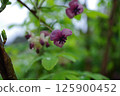 Akebia flowers wet with rain. Photographed in a home garden (Yamato City, Kanagawa Prefecture) 125900452